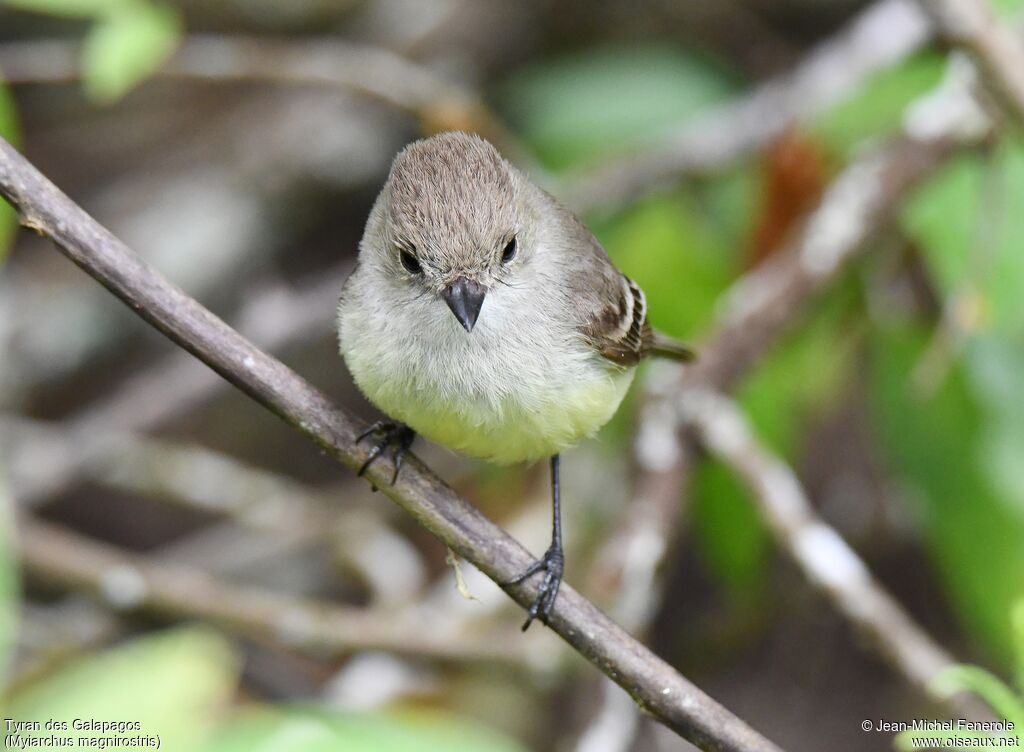 Galapagos Flycatcher