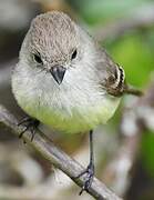 Galapagos Flycatcher