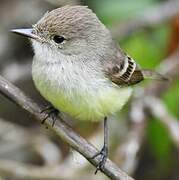 Galapagos Flycatcher