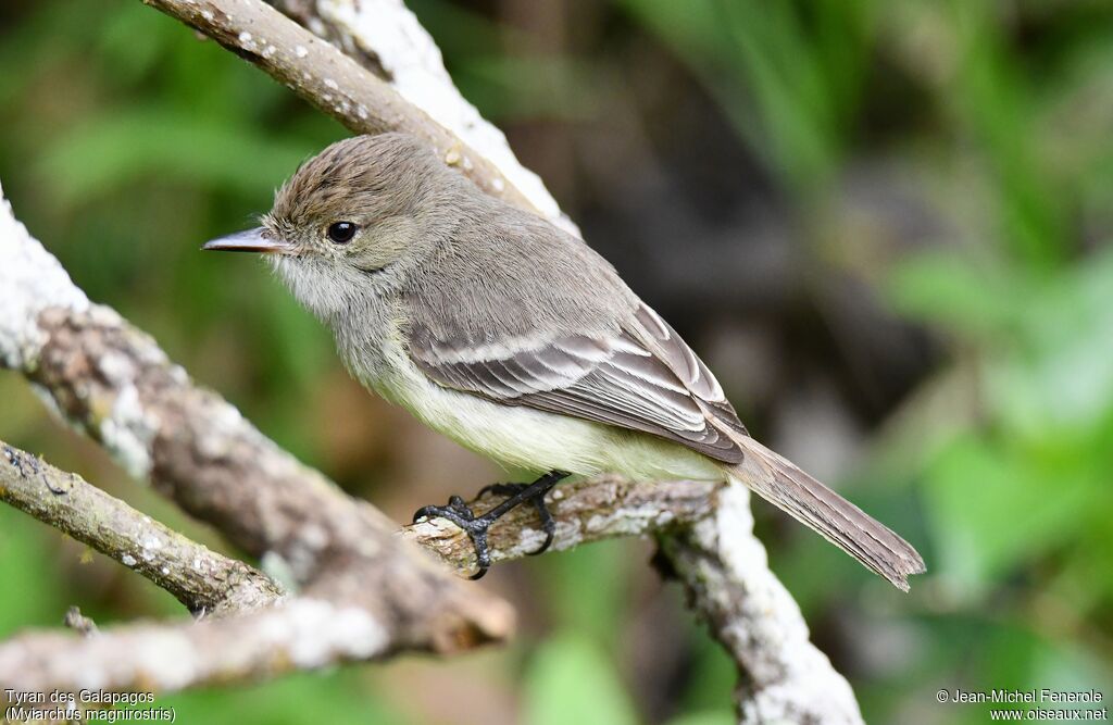 Galapagos Flycatcher