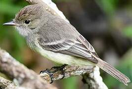 Galapagos Flycatcher