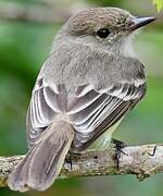 Galapagos Flycatcher