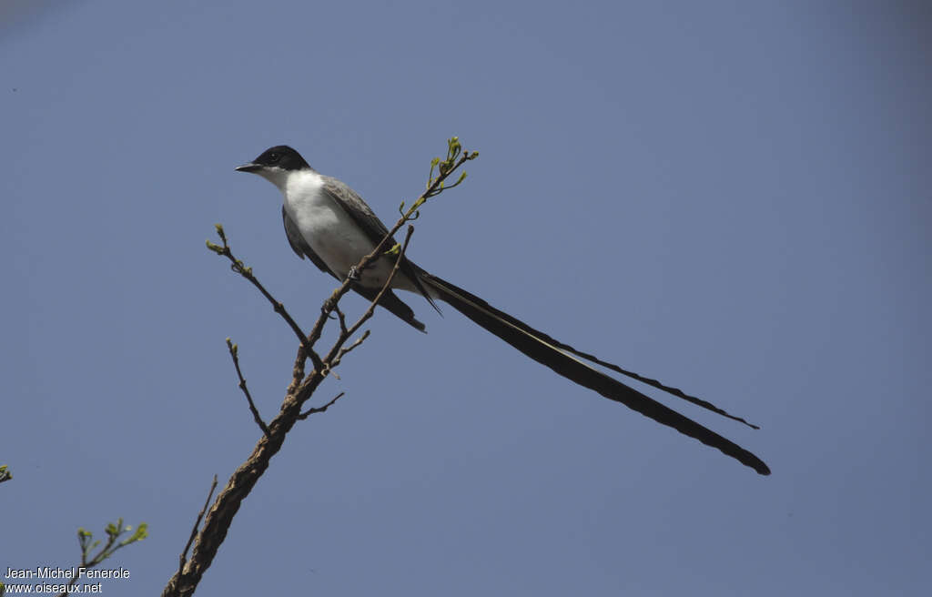 Fork-tailed Flycatcher male adult, identification