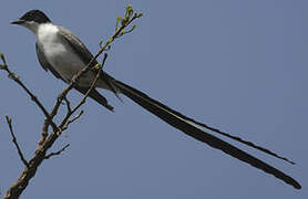 Fork-tailed Flycatcher