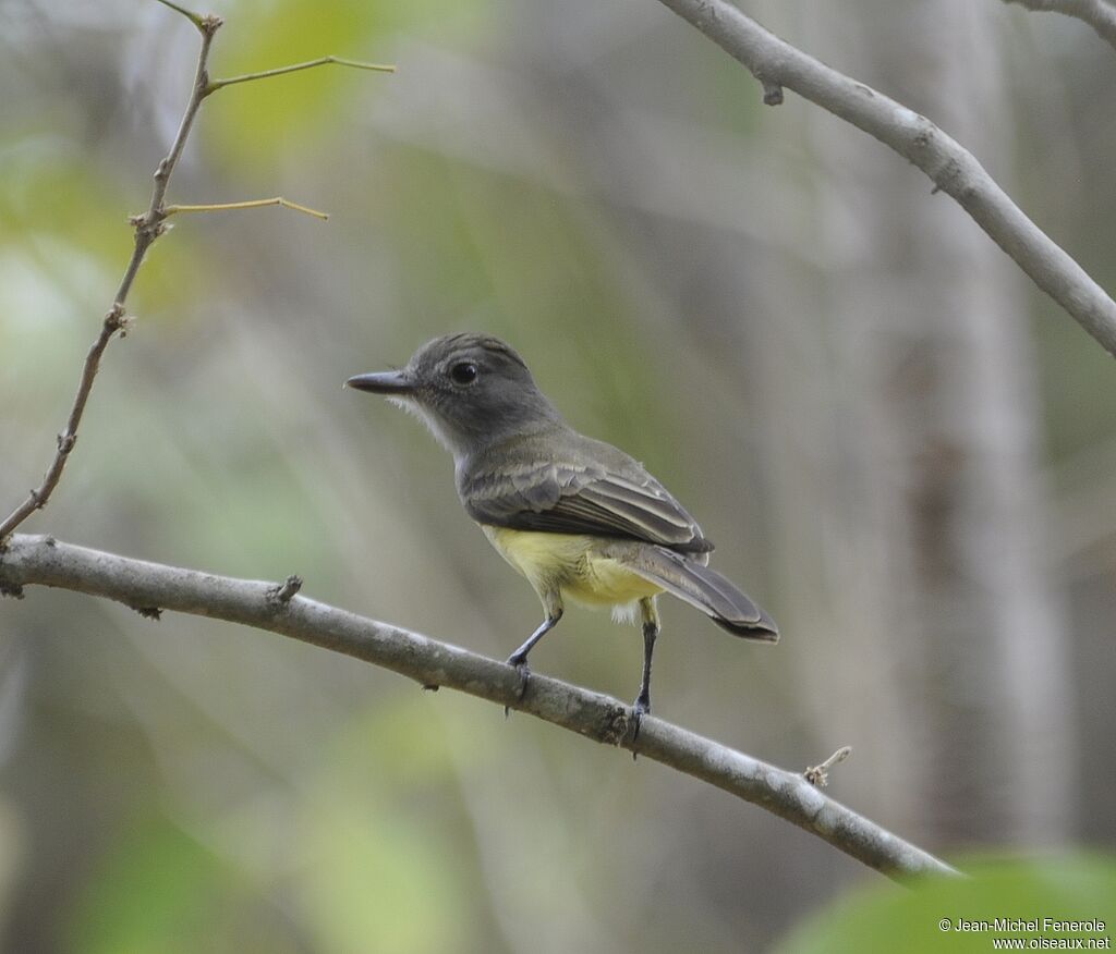 Panamanian Flycatcher