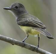 Panama Flycatcher