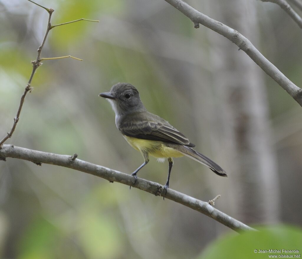 Panamanian Flycatcher