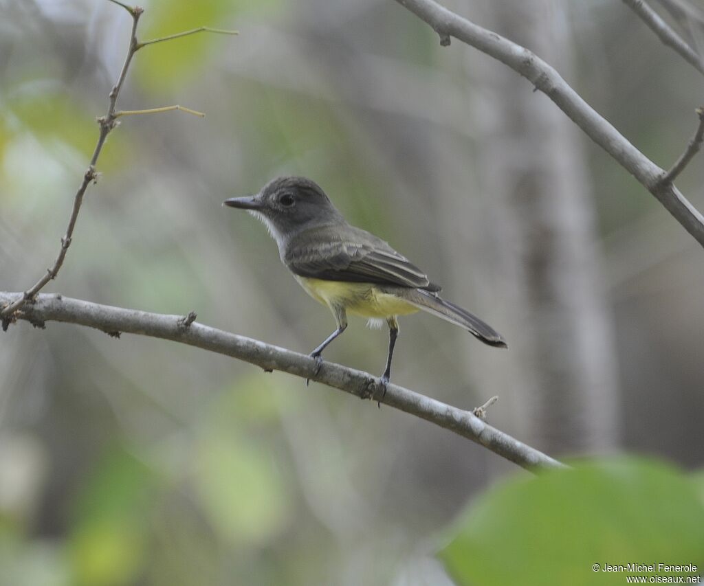 Panama Flycatcher