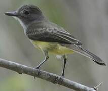 Panamanian Flycatcher