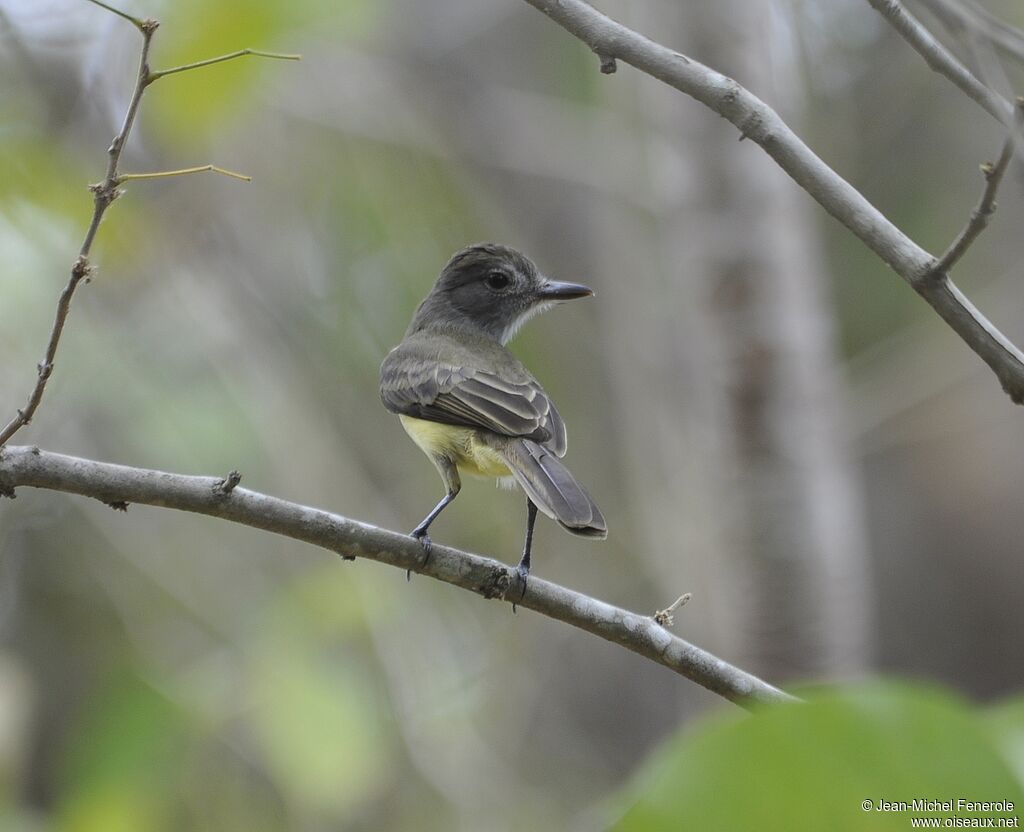 Panamanian Flycatcher