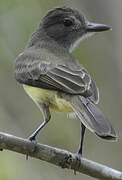 Panamanian Flycatcher