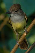 Short-crested Flycatcher