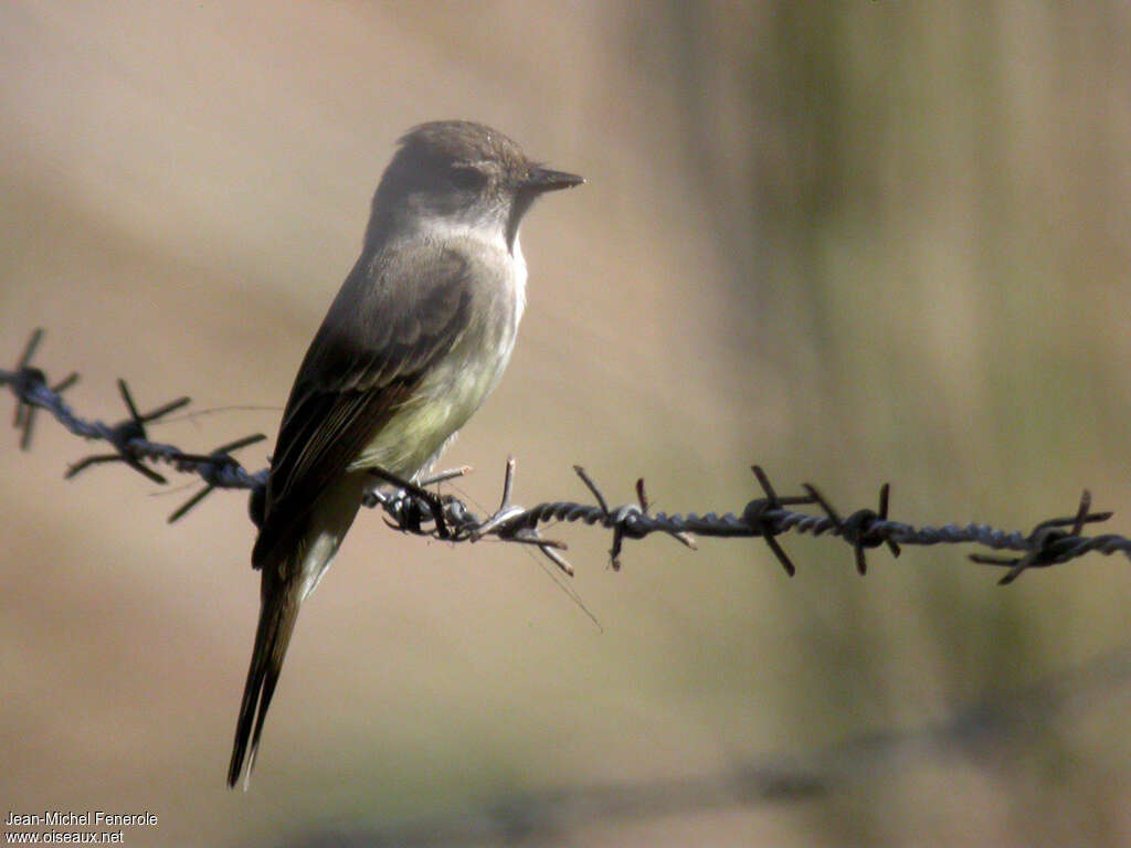 Flammulated Flycatcher