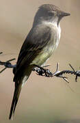 Flammulated Flycatcher