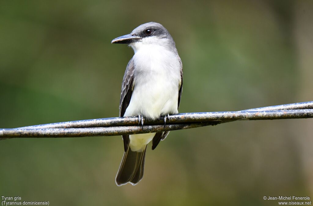 Grey Kingbird