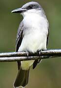 Grey Kingbird