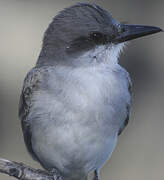 Grey Kingbird