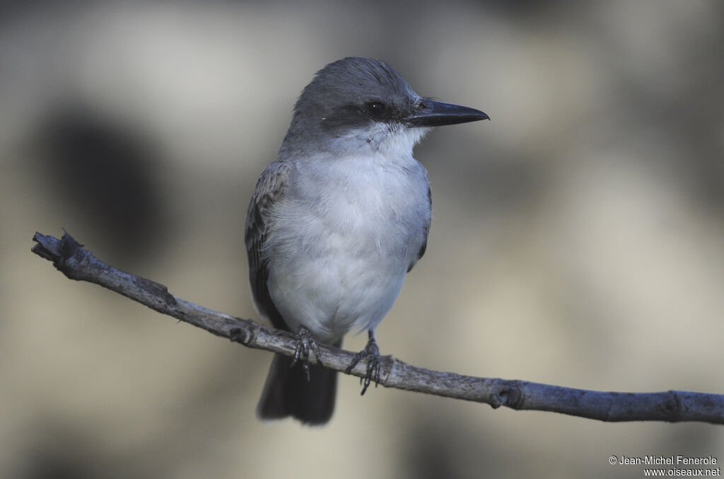 Grey Kingbird