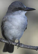 Grey Kingbird