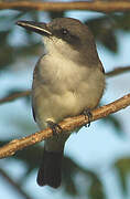 Grey Kingbird