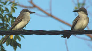 Grey Kingbird