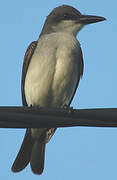 Grey Kingbird