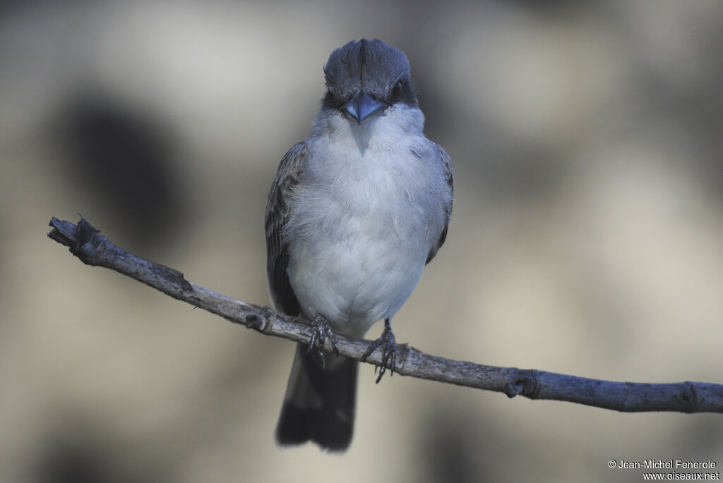 Grey Kingbird