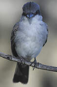 Grey Kingbird