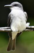 Grey Kingbird