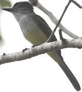 Stolid Flycatcher