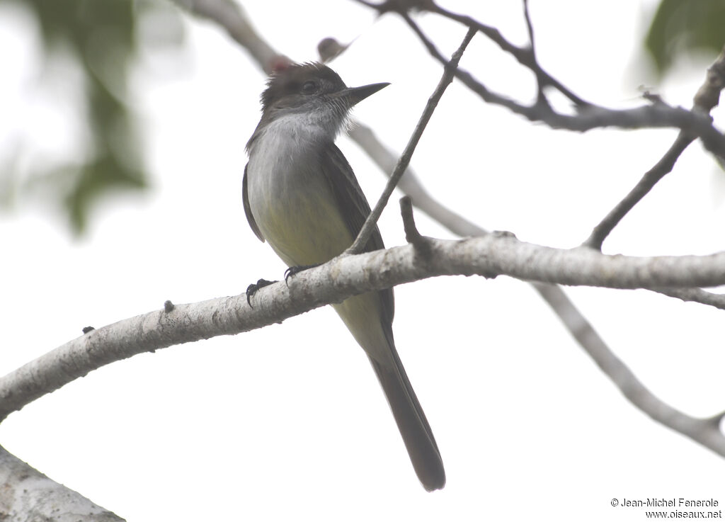 Stolid Flycatcher