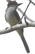 Stolid Flycatcher