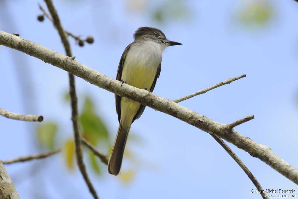 Stolid Flycatcher