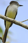 Stolid Flycatcher