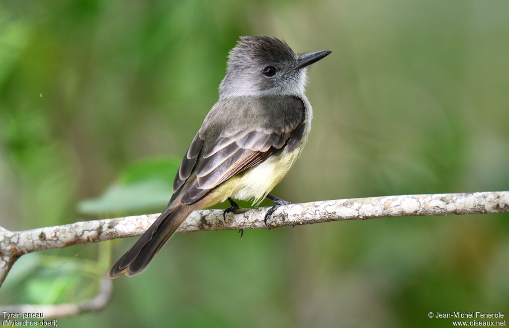 Lesser Antillean Flycatcher