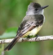 Lesser Antillean Flycatcher