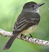 Lesser Antillean Flycatcher