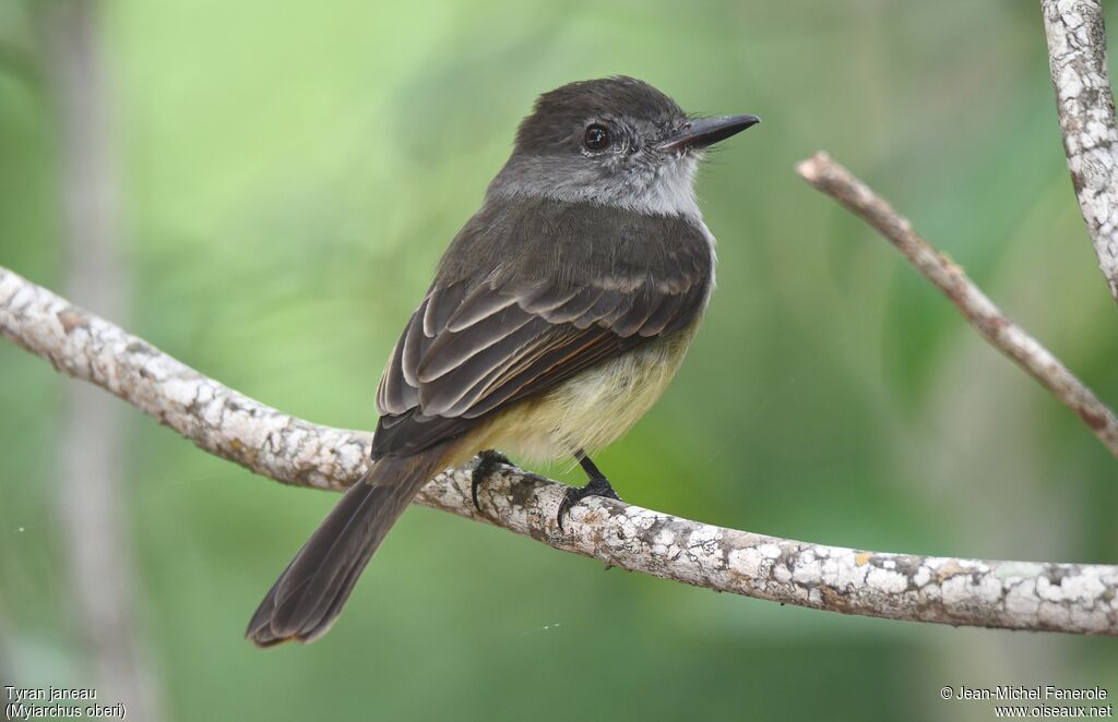 Lesser Antillean Flycatcher