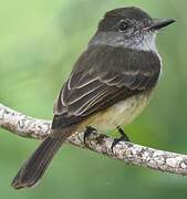 Lesser Antillean Flycatcher