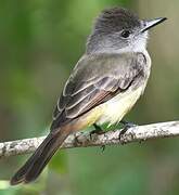 Lesser Antillean Flycatcher