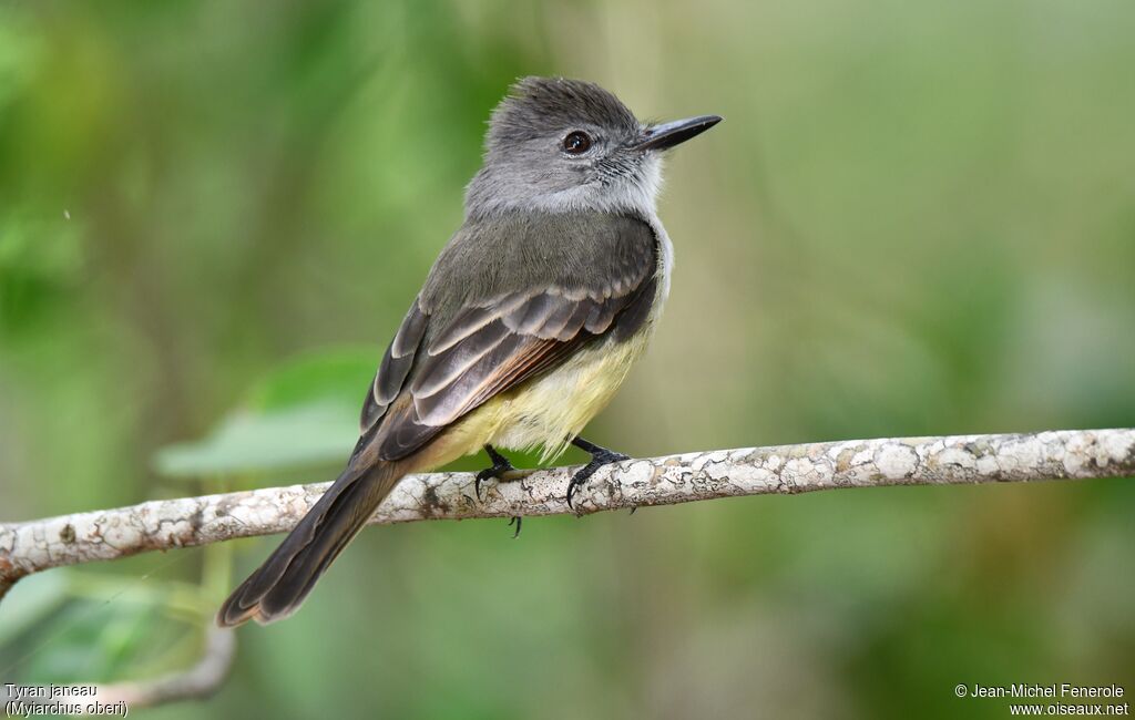 Lesser Antillean Flycatcher