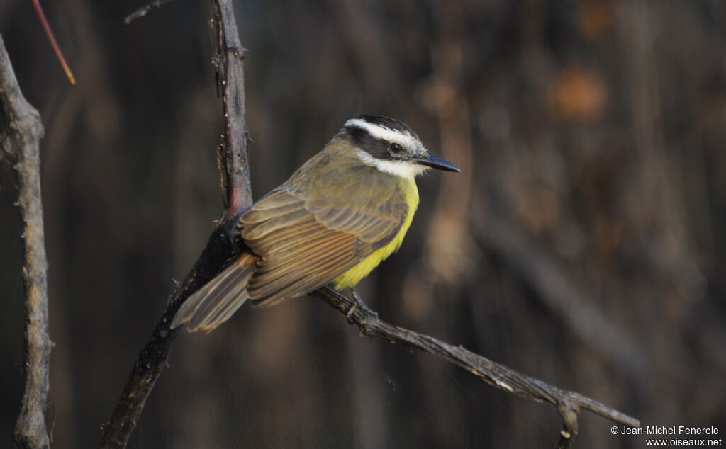 Lesser Kiskadee