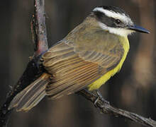 Lesser Kiskadee