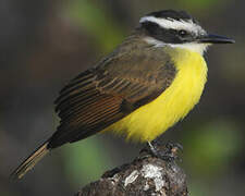 Lesser Kiskadee