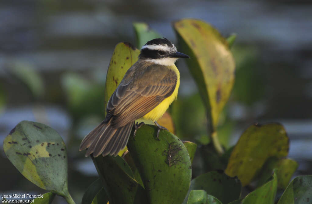 Tyran licteuradulte, identification