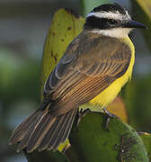 Lesser Kiskadee