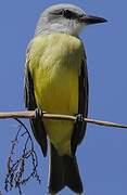 Tropical Kingbird