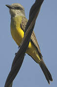 Tropical Kingbird