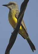 Tropical Kingbird