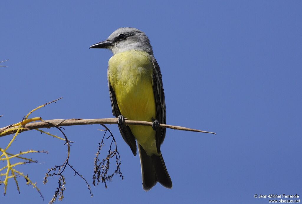 Tropical Kingbird